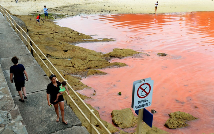 Сиднейские пляжи закрыли из-за красных водорослей
