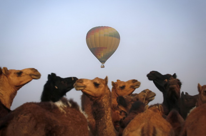 3925073_PushkarCamelFair1 (700x464, 71Kb)