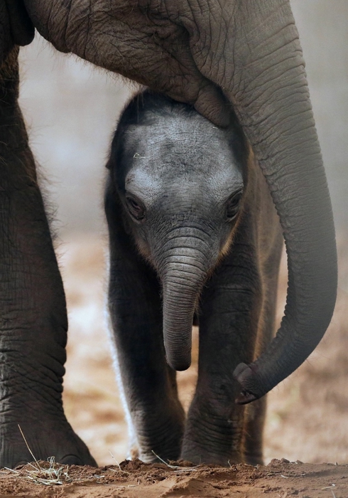 elephant2 (490x700, 235Kb)