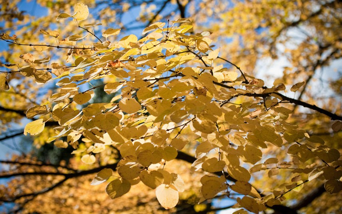 Цвета осени (Autumn colour)