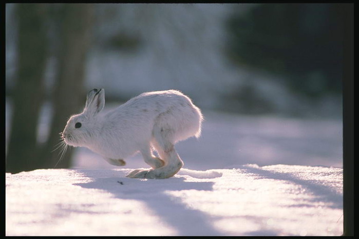 3368205_foto_hare_rabbit_23_2_ (700x466, 53Kb)