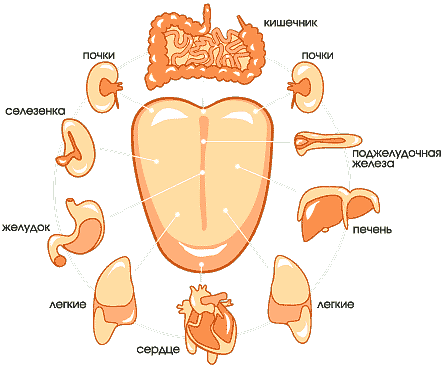 86351860_organs (442x366, 15Kb)