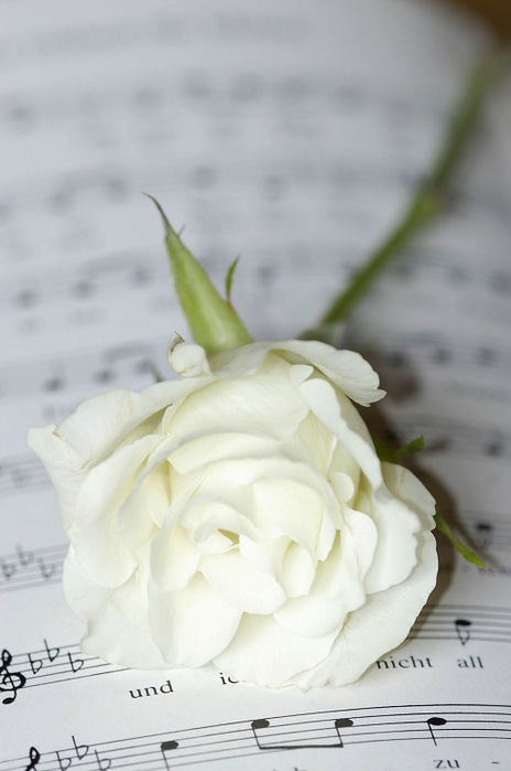 Musical Instruments, notes and flowers   (, , , , ),    " 