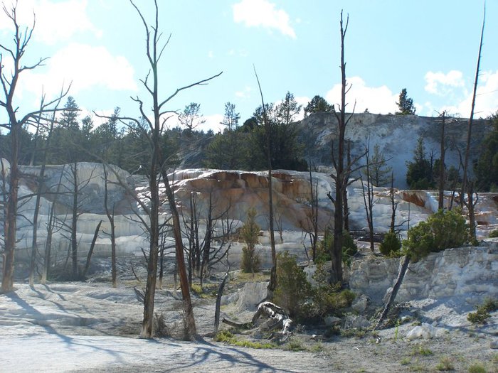 Mammoth Hot Springs 74681