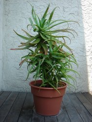 aloe_f_1_250_1 (188x250, 15Kb)