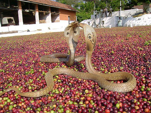 cobra-on-coffee-beans-1707-2 (500x375, 205Kb)