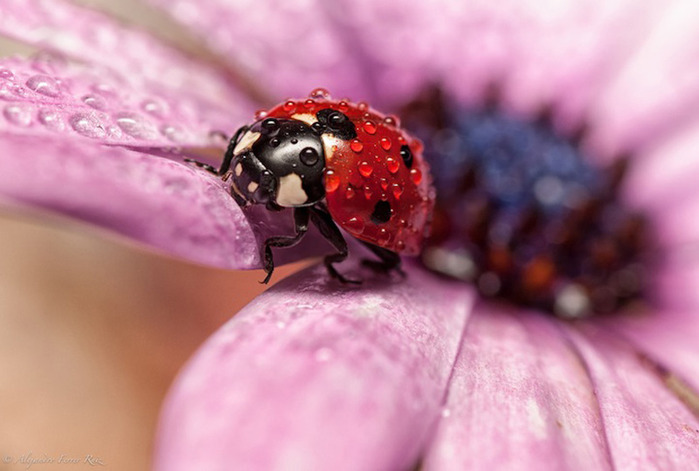 Ladybugs-7 (700x471, 77Kb)