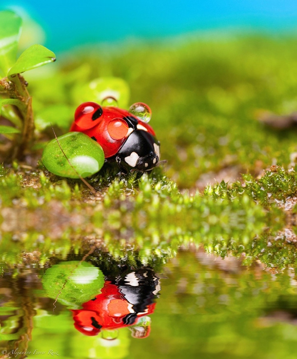 Ladybugs-8 (579x700, 283Kb)