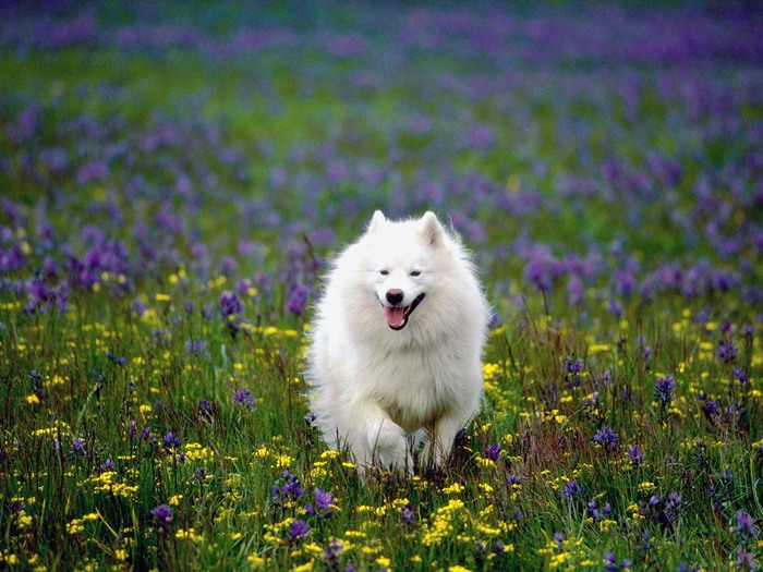 American_Eskimo_Dog_running_thru_wild_flowers (700x525, 161Kb)