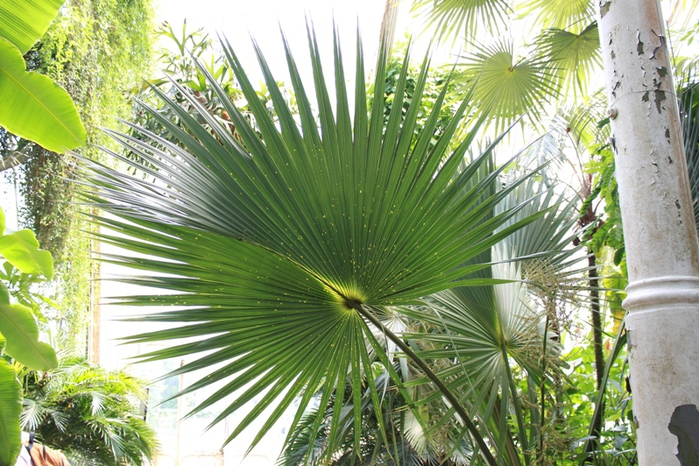 KewPalm (700x466, 257Kb)