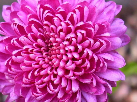 7_Chrysanthemum1 (520x390, 104Kb)