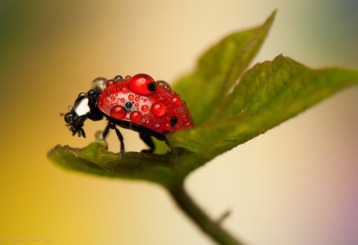 Ladybugs-2 (700x479, 78Kb)