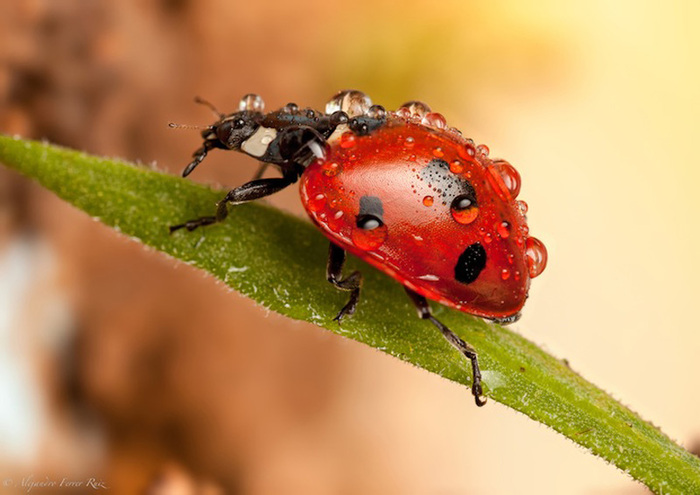 Ladybugs-5 (700x495, 101Kb)