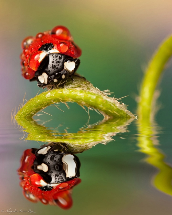 Ladybugs-6 (560x700, 219Kb)