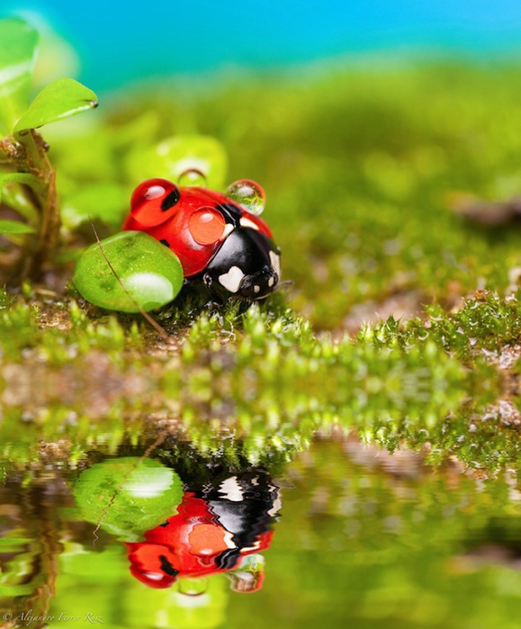 Ladybugs-8 (579x700, 273Kb)
