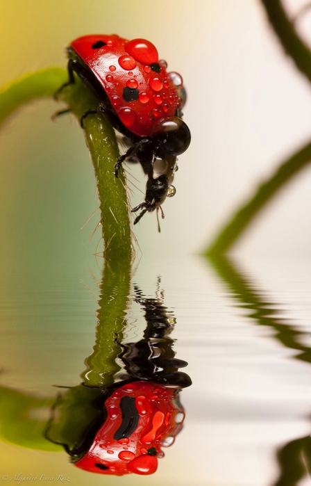 Ladybugs-12 (448x700, 171Kb)