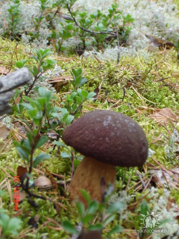 1356197018_pshenichnik_getImage (360x480, 76Kb)