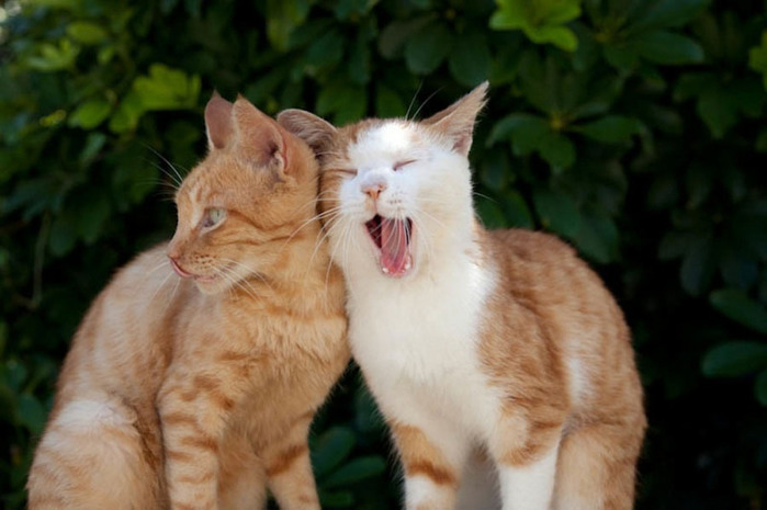 смешные кошки фото (700x465, 82Kb)