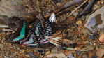  KhaoSok_DSC_4079 (700x391, 213Kb)