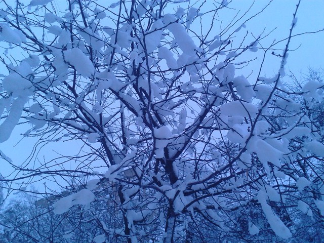 snow2 (640x480, 129Kb)