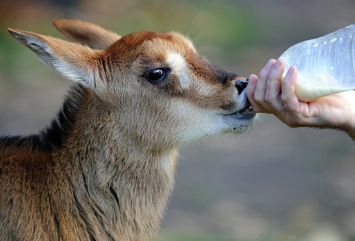 животные молоко