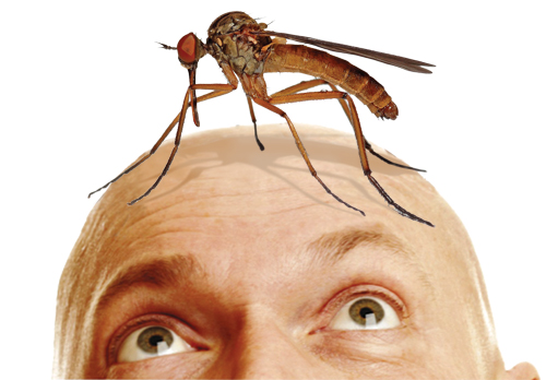 Кого кусают комары?