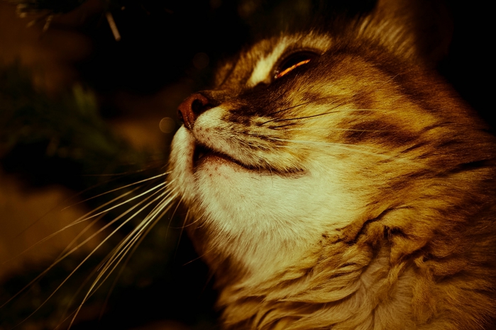 DSC_0183 (700x466, 222Kb)