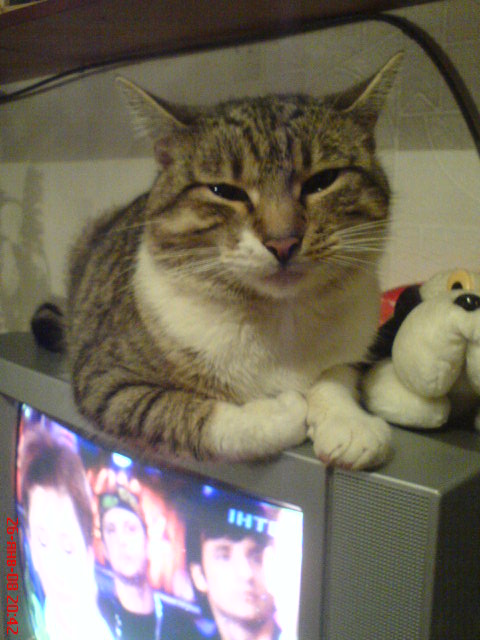 DSC00324 (480x640, 68Kb)