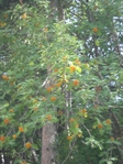 Превью DSC01000 (525x700, 353Kb)