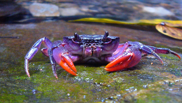 95362854_purplecrab (600x339, 80Kb)