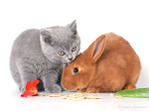  005_smal_cats (600x446, 64Kb)