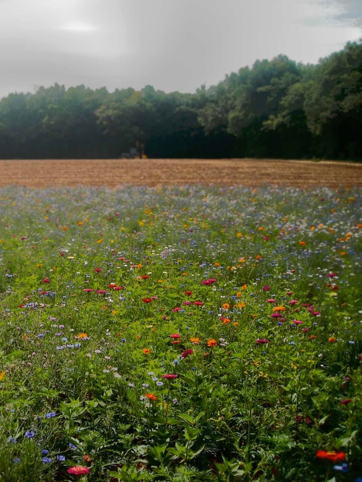 yonne-flowers on the road to Vezelay (526x700, 311Kb)