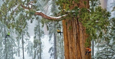 Дерево Президент в Национальном парке Секвойя (США) является вторым по величине деревом в мире. Считается, что ему более 1000 лет! (480x249, 50Kb)