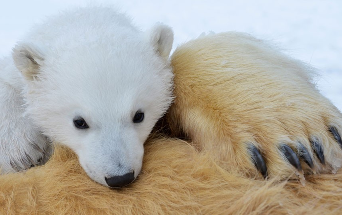Лицом к лицу с белым медведем (face-to-face with a polar bear)