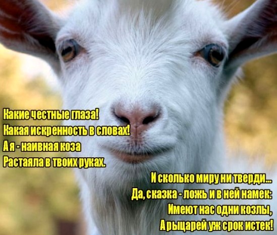 Статусы для мужиков козлов прикольные Статусы для мужиков козлов прикольные