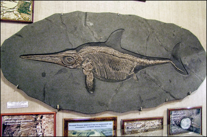Ихтиозавр. Палеонтологическая коллекция Свято-Алексиевской пустыни/3673959_8 (700x464, 214Kb)
