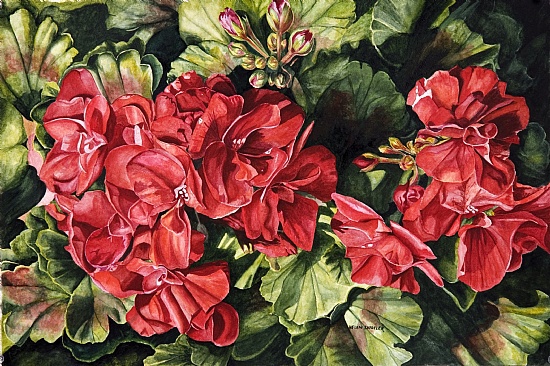 city-flowers-red-geranium (550x366, 144Kb)