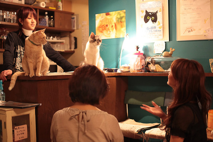 Cat cafe 1 (700x466, 125Kb)
