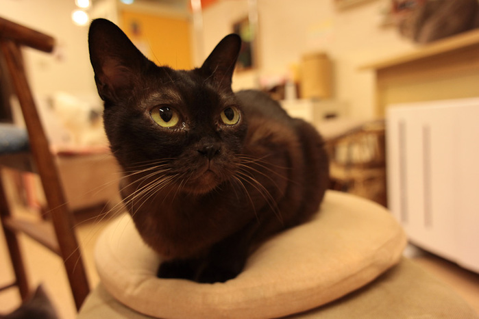 Cat cafe 2 (700x466, 85Kb)