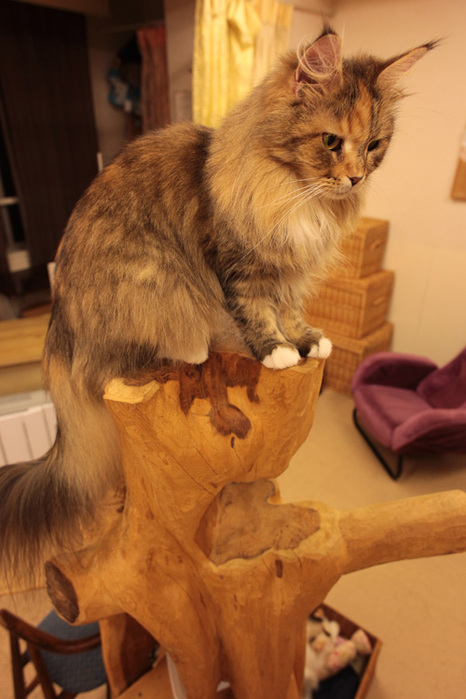 Cat cafe 3 (466x700, 116Kb)