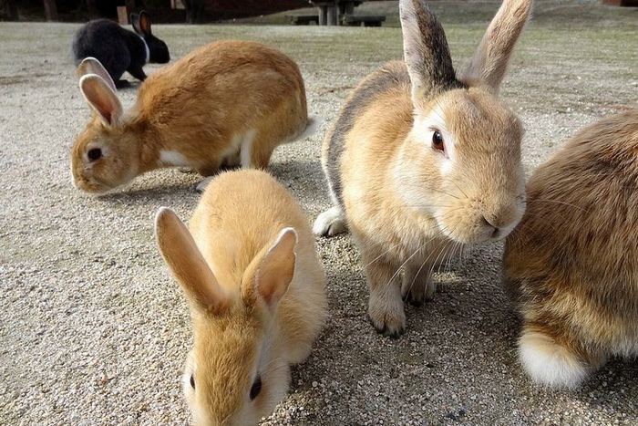 3925073_okunoshima2 (700x467, 182Kb)