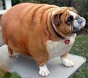 96337210_4174172_fatdog1boxer.jpg