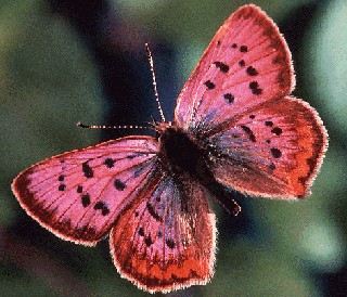 145804106655951780_yVcOqWiM_c (320x274, 41Kb)