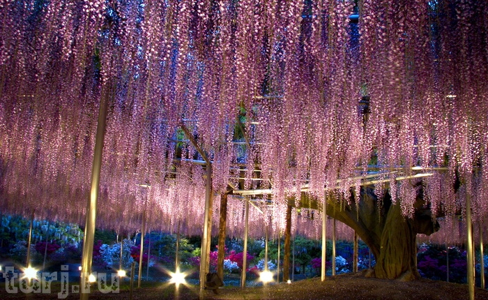 Асигака в начале мая цветет, на японском её название звучат как Fuji - фото 2