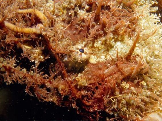 10 удивительных способов маскировки морских обитателей