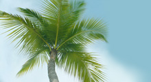 header1 (220x120, 12Kb)