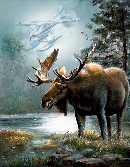 Alaska moose with floatplane (547x700, 570Kb)