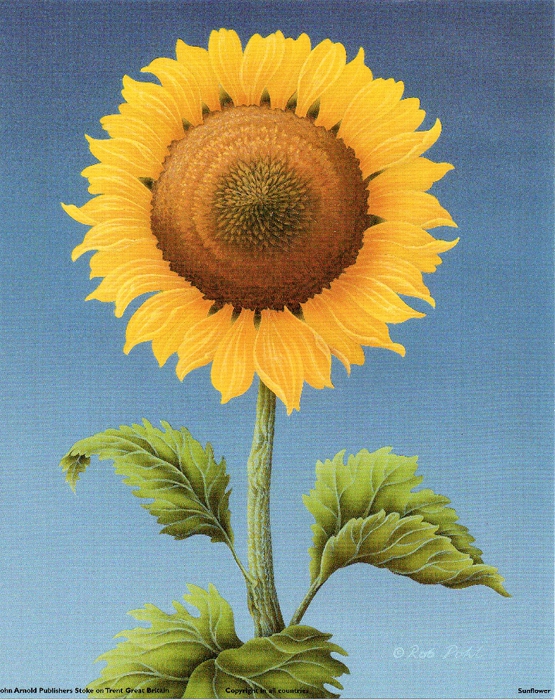 sunflower (555x700, 377Kb)