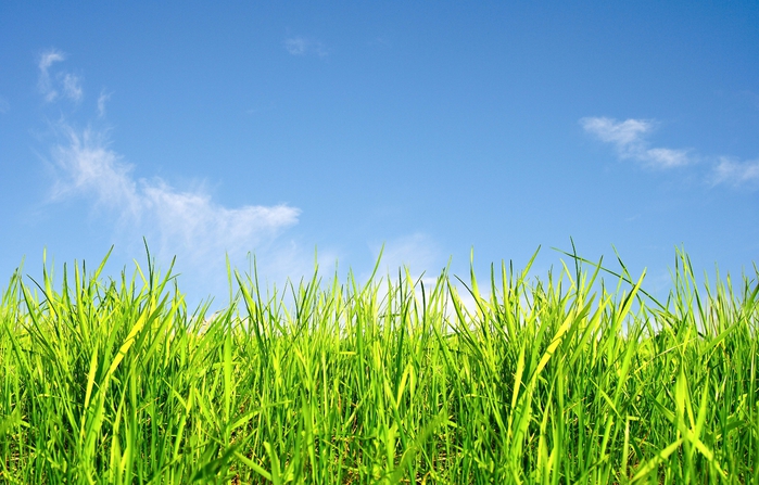 Весна трава и синее небо Стоковые фотографии и изображения B…