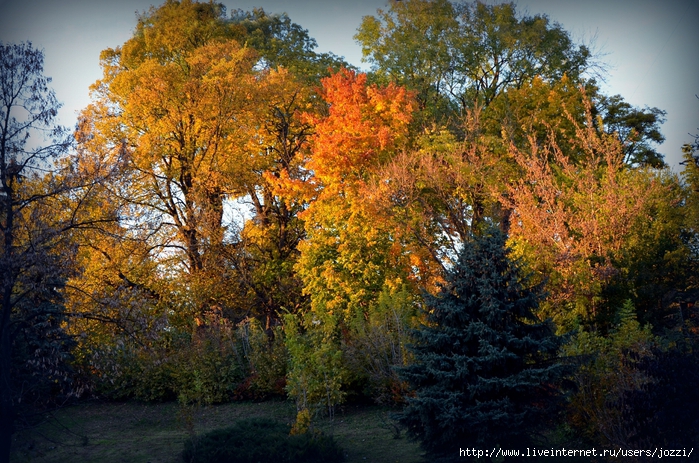 DSC_1081 (700x463, 397Kb)